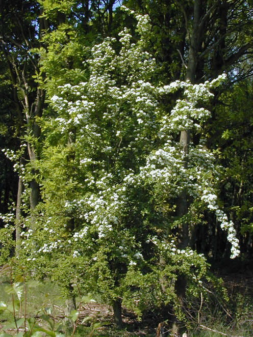 Image of Common Hawthorn