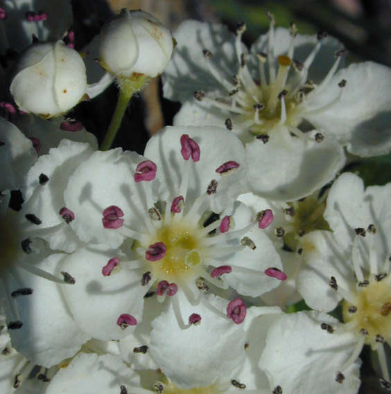 Image of Common Hawthorn