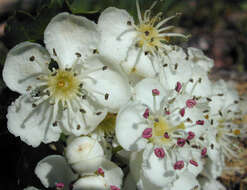 Image of Common Hawthorn