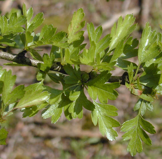 Image of Common Hawthorn