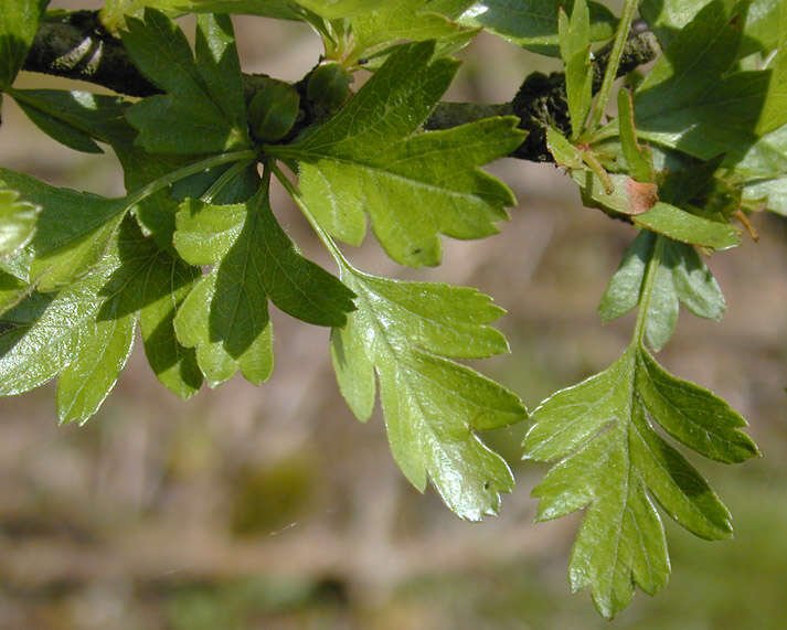 Image of Common Hawthorn