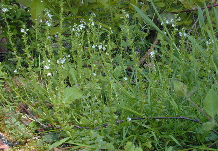 Image of thymeleaf speedwell