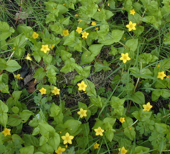 Image of Lysimachia nemorum L.