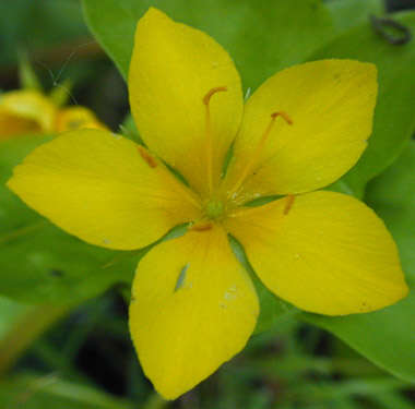 Image of Lysimachia nemorum L.