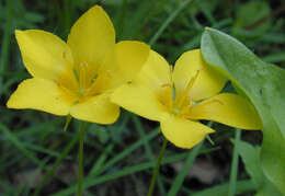 Image of Lysimachia nemorum L.