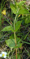 Image of Lysimachia nemorum L.