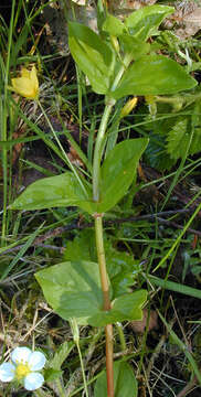 Image of Lysimachia nemorum L.