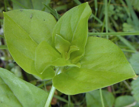 Image of Lysimachia nemorum L.