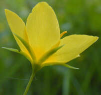 Image of Lysimachia nemorum L.