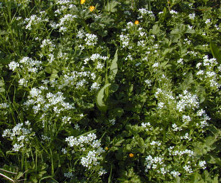 Image of Large Bittercress