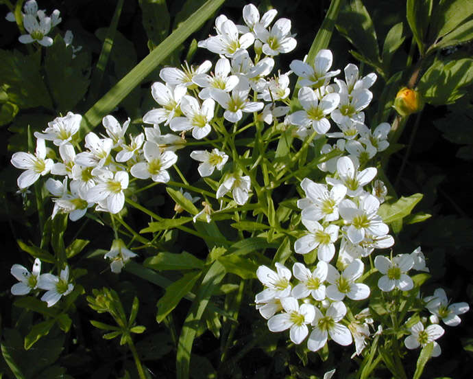 Image of Large Bittercress