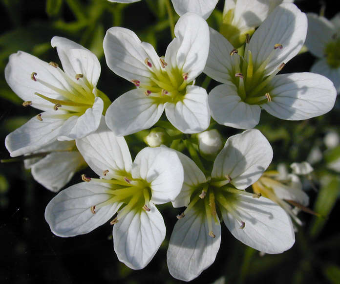 Image of Large Bittercress