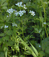 Image of Large Bittercress