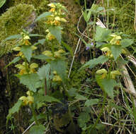 Image of Lamium galeobdolon subsp. montanum (Pers.) Hayek