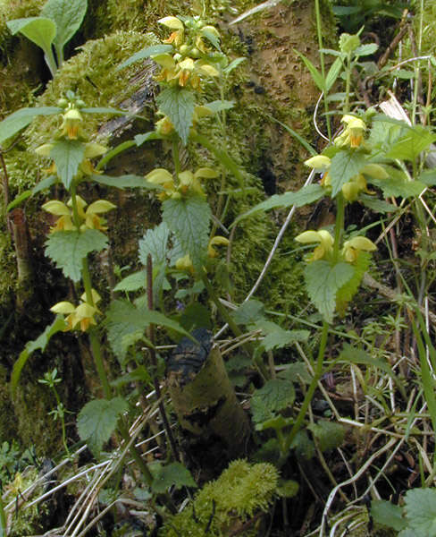 Imagem de Lamium galeobdolon subsp. montanum (Pers.) Hayek