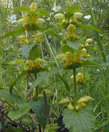 Imagem de Lamium galeobdolon subsp. montanum (Pers.) Hayek