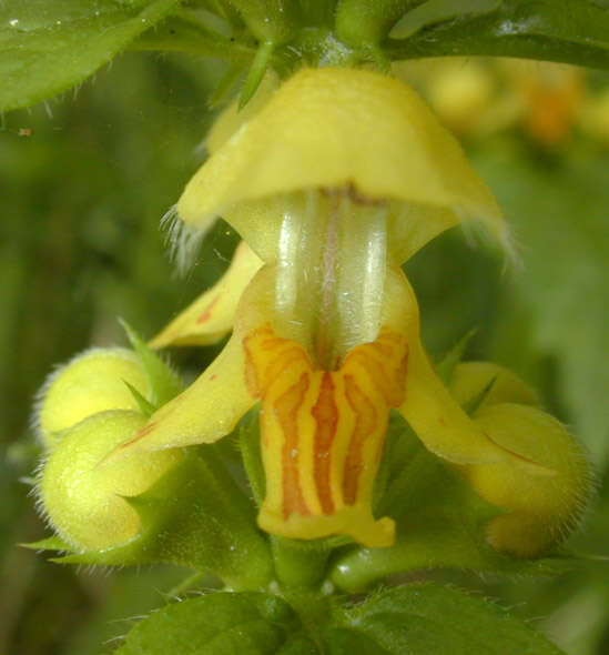 Imagem de Lamium galeobdolon subsp. montanum (Pers.) Hayek