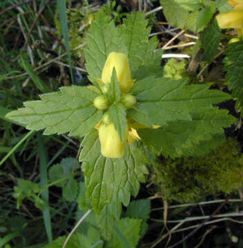 Imagem de Lamium galeobdolon subsp. montanum (Pers.) Hayek