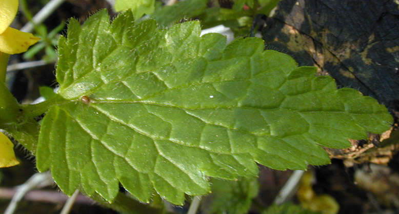 Imagem de Lamium galeobdolon subsp. montanum (Pers.) Hayek