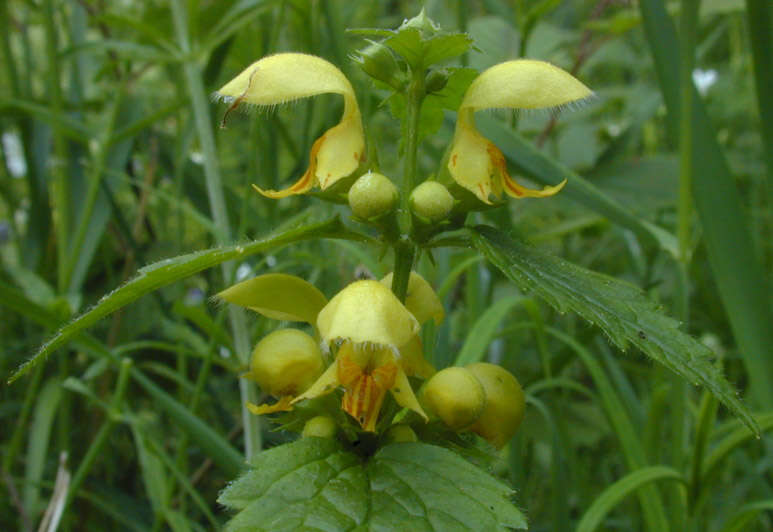 Imagem de Lamium galeobdolon subsp. montanum (Pers.) Hayek