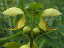 Imagem de Lamium galeobdolon subsp. montanum (Pers.) Hayek