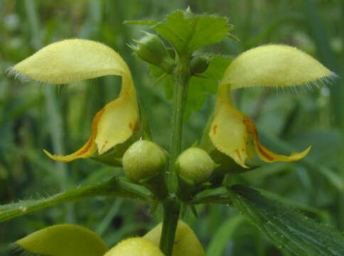 Imagem de Lamium galeobdolon subsp. montanum (Pers.) Hayek