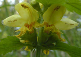 Imagem de Lamium galeobdolon subsp. montanum (Pers.) Hayek