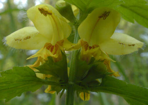 Lamium galeobdolon subsp. montanum (Pers.) Hayek的圖片