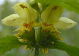 Imagem de Lamium galeobdolon subsp. montanum (Pers.) Hayek