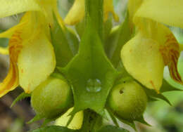 Imagem de Lamium galeobdolon subsp. montanum (Pers.) Hayek