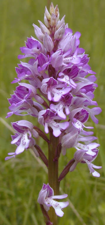 صورة Orchis militaris L.