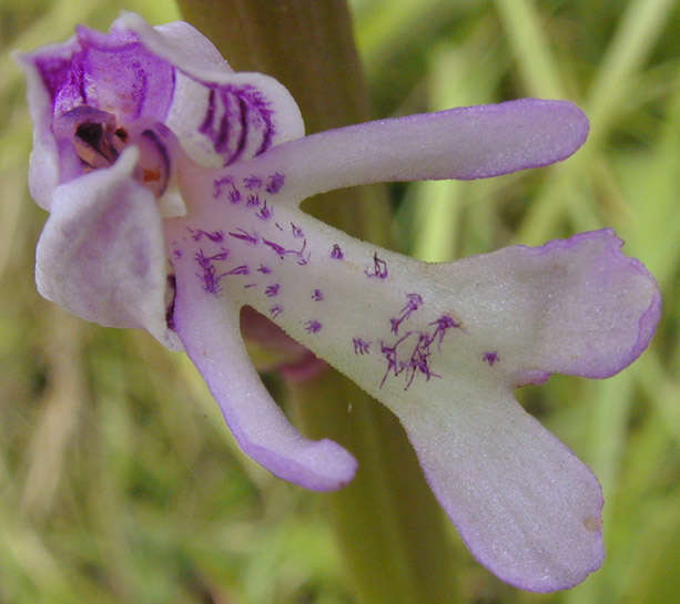 صورة Orchis militaris L.