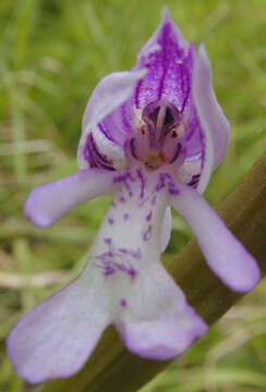 Image of Military orchid