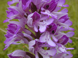 صورة Orchis militaris L.