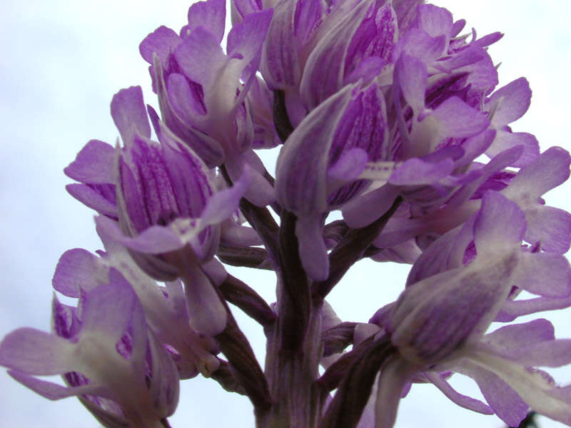 Image of Military orchid