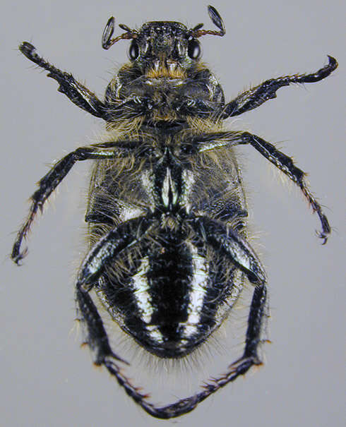 Image of Phyllopertha