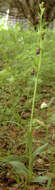 Image of Fly orchid