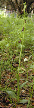 Image of Fly orchid