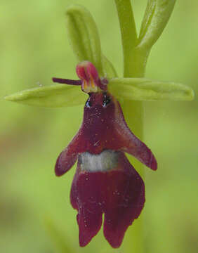 Image of Fly orchid