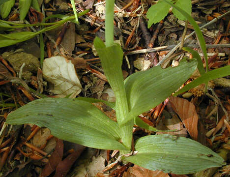 Image of Fly orchid