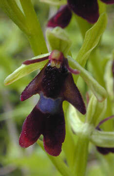 Слика од Ophrys insectifera L.