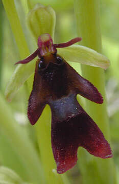 Image of Fly orchid