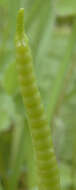 Слика од Ophioglossum vulgatum L.