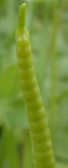 Слика од Ophioglossum vulgatum L.