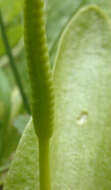 Слика од Ophioglossum vulgatum L.
