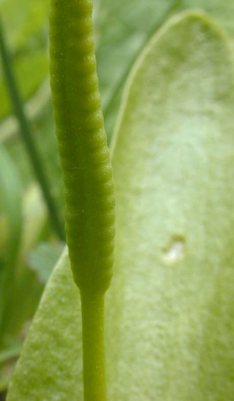 Слика од Ophioglossum vulgatum L.