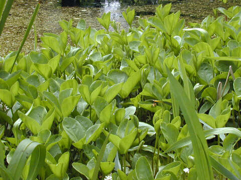 Image of bogbean