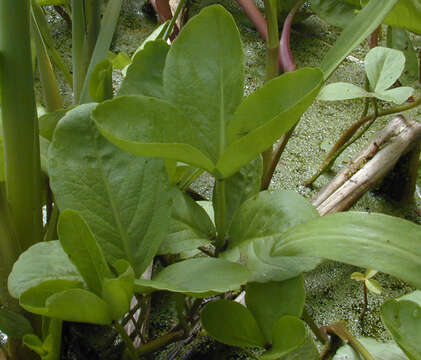 Image of bogbean