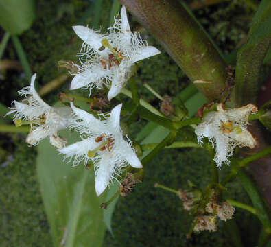 Image of bogbean