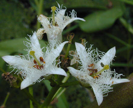 Image of bogbean